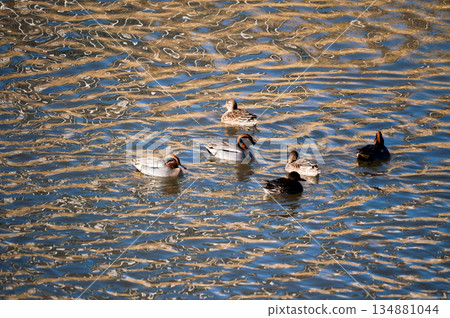 信濃川安城堤壩上的小鴨子 134881044