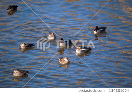 信濃川安城堤壩上的小鴨子 信濃川安城堤壩上的小鴨子 134881064