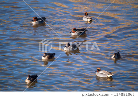 信濃川安城堤壩上的小鴨子 134881065