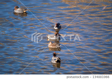 信濃川安城堤壩上的小鴨子 134881066