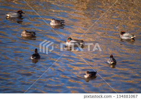 信濃川安城堤壩上的小鴨子 134881067