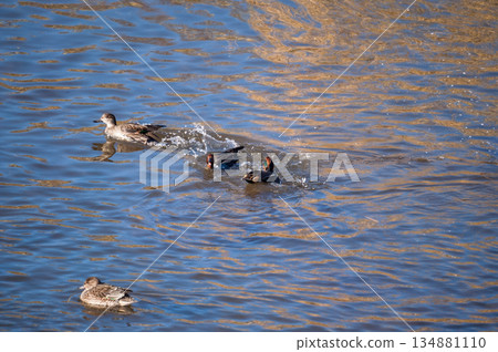 A quarrel between two ducklings on the Yasuragi Embankment of the Shinano River 134881110