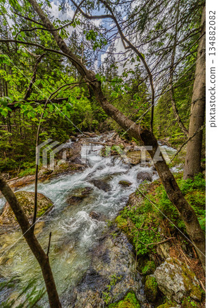 Wild mountain stream flowing through a lush green forest in High Tatras Wild mountain stream flowing through a lush green forest in High Tatras 134882082