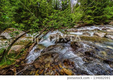 Wild mountain stream flowing through a lush green forest in High Tatras Wild mountain stream flowing through a lush green forest in High Tatras 134882091
