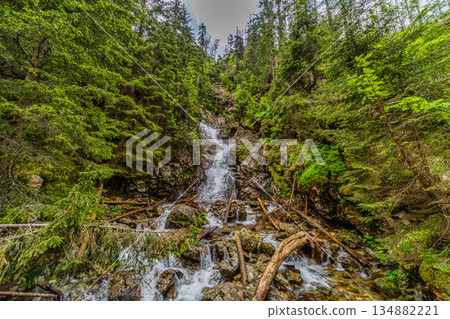 Wild mountain river with waterfall in a lush green forest, Tatra Mountains 134882221