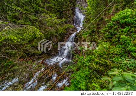Wild mountain river with waterfall in a lush green forest, Tatra Mountains Wild mountain river with waterfall in a lush green forest, Tatra Mountains 134882227