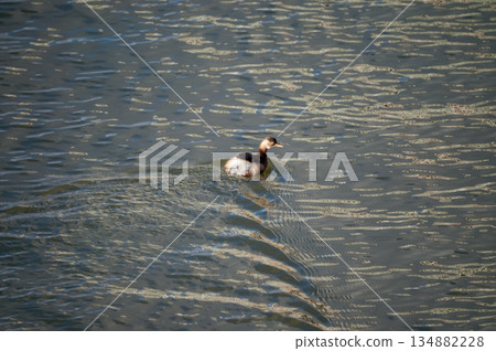 The crested porpoise of the Shinano River's Yasuragi Bank The crested porpoise of the Shinano River's Yasuragi Bank 134882228
