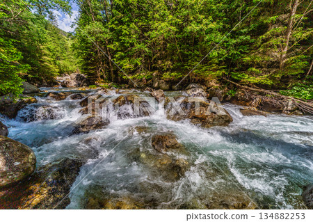 Wild mountain river flowing through green forest in High Tatras Wild mountain river flowing through green forest in High Tatras 134882253