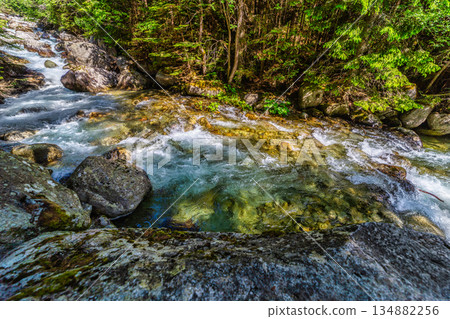 Wild mountain river flowing through green forest in High Tatras Wild mountain river flowing through green forest in High Tatras 134882256