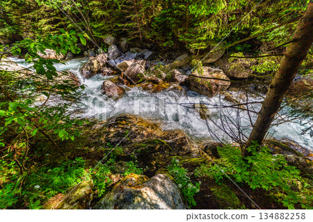 Wild mountain river flowing through green forest in High Tatras Wild mountain river flowing through green forest in High Tatras 134882258