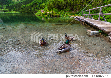 Wild ducks by a wooden pier at a crystal clear mountain lake Wild ducks by a wooden pier at a crystal clear mountain lake 134882263