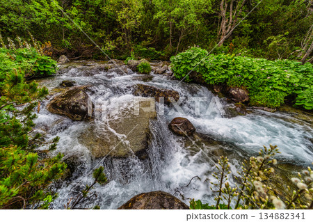 Wild mountain river flowing through green forest in High Tatras Wild mountain river flowing through green forest in High Tatras 134882341