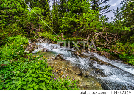 Wild mountain river flowing through green forest in High Tatras Wild mountain river flowing through green forest in High Tatras 134882349