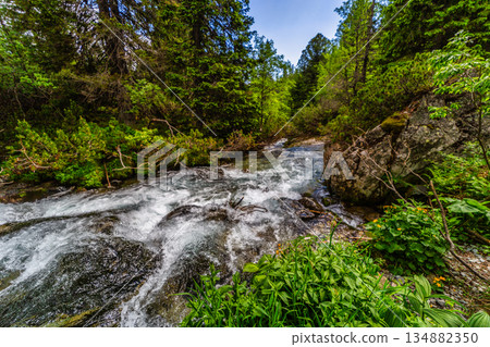 Wild mountain river flowing through green forest in High Tatras Wild mountain river flowing through green forest in High Tatras 134882350