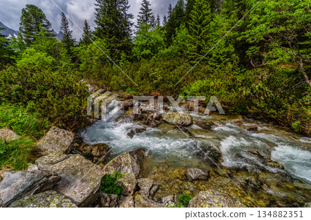 Wild mountain river flowing through green forest in High Tatras 134882351