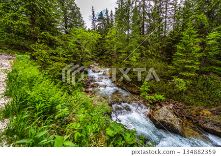 Wild mountain river flowing through green forest in High Tatras 134882359