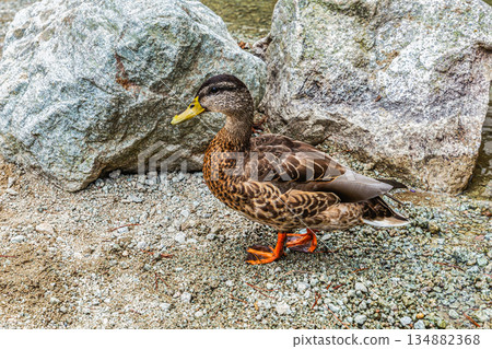 Close-up of a mallard duck in transparent mountain lake water Close-up of a mallard duck in transparent mountain lake water 134882368