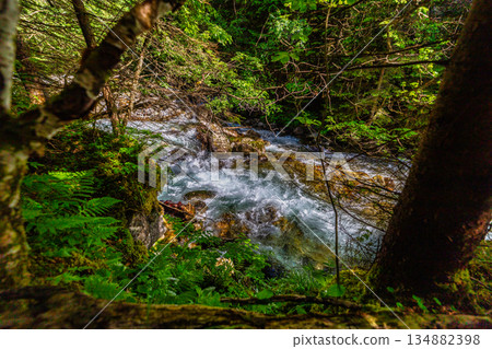 Wild mountain river flowing through green forest in High Tatras Wild mountain river flowing through green forest in High Tatras 134882398