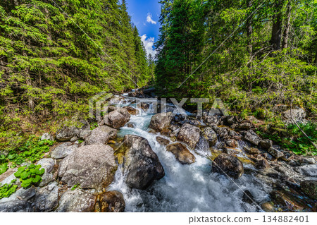 Wild mountain river flowing through green forest in High Tatras Wild mountain river flowing through green forest in High Tatras 134882401