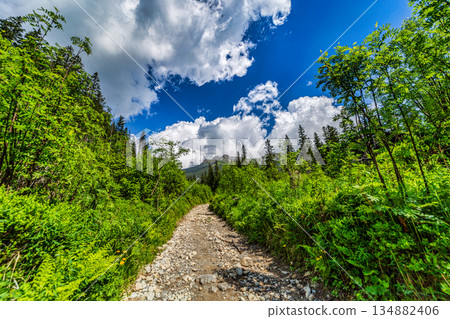 Sunny hiking trail through green forest in High Tatras Sunny hiking trail through green forest in High Tatras 134882406
