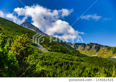 Green mountain slopes covered with dwarf pine in High Tatras Green mountain slopes covered with dwarf pine in High Tatras 134882428