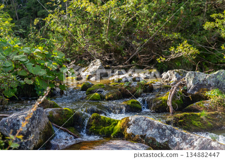 Mountain stream with mossy rocks in High Tatras forest Mountain stream with mossy rocks in High Tatras forest 134882447