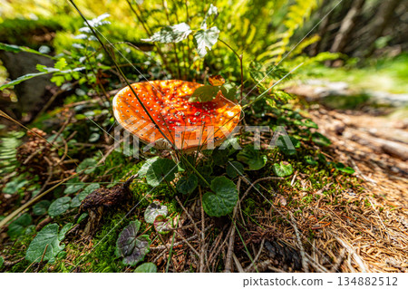 Red toadstool Amanita muscaria mushroom in a mountain forest Red toadstool Amanita muscaria mushroom in a mountain forest 134882512