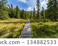 Wooden boardwalk through alpine meadow in High Tatras, Slovakia 134882533