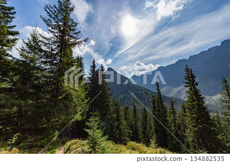 Panoramic view of High Tatras peaks with evergreen forest, Slovakia Panoramic view of High Tatras peaks with evergreen forest, Slovakia 134882535