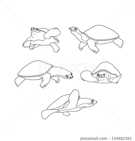 Monochrome hand drawn ocean turtles vector illustration set. Black line art of sea reptile clipart bundle 134882562