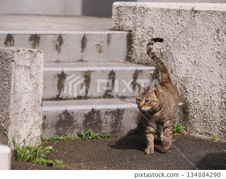 Cat to take a nap Cat to take a nap 134884290