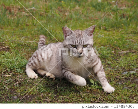 Cat to take a nap 134884303