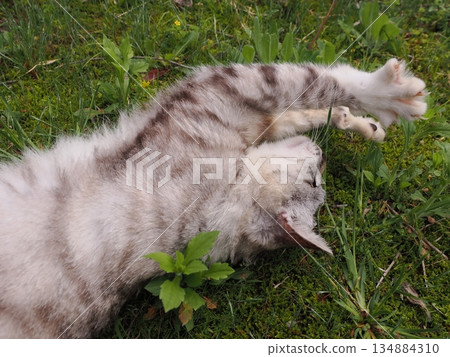 Cat to take a nap Cat to take a nap 134884310
