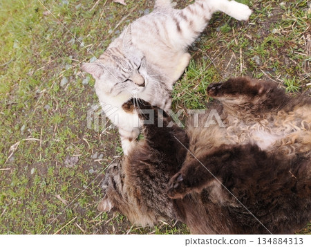 Cat to take a nap Cat to take a nap 134884313