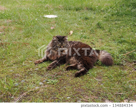 Cat to take a nap 134884334