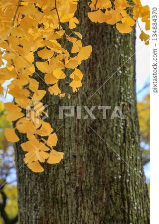 Colorful yellow autumn leaves on ginkgo tree branches. Colorful yellow autumn leaves on ginkgo tree branches. 134884370
