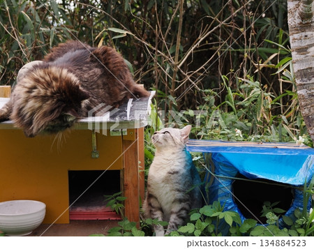 Adorable local cats living in a cat colony Adorable local cats living in a cat colony 134884523