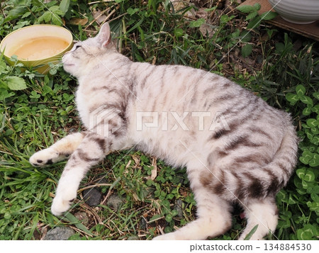 生活在貓群中的可愛當地貓咪 生活在貓群中的可愛當地貓咪 134884530
