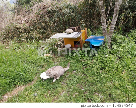 Adorable local cats living in a cat colony Adorable local cats living in a cat colony 134884547