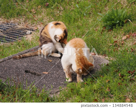 Adorable local cats living in a cat colony Adorable local cats living in a cat colony 134884548