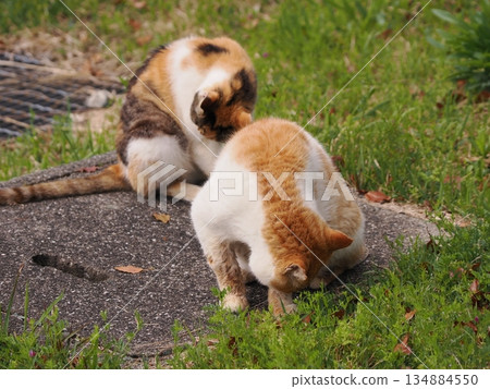 Adorable local cats living in a cat colony Adorable local cats living in a cat colony 134884550