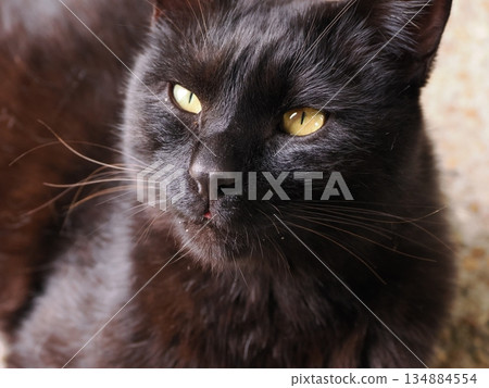 Adorable local cats living in a cat colony Adorable local cats living in a cat colony 134884554