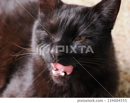 Adorable local cats living in a cat colony Adorable local cats living in a cat colony 134884555