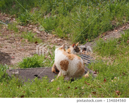 生活在貓群中的可愛當地貓咪 134884560