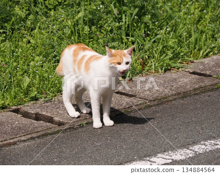 Adorable local cats living in a cat colony Adorable local cats living in a cat colony 134884564
