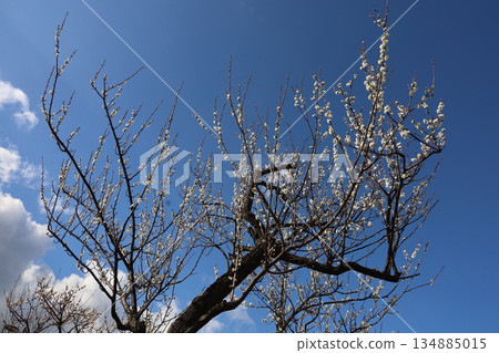 Beautiful Japanese scenery: "Plum blossoms blooming in spring" Beautiful Japanese scenery: "Plum blossoms blooming in spring" 134885015
