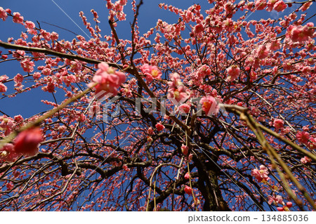 Beautiful Japanese scenery: "Plum blossoms blooming in spring" Beautiful Japanese scenery: "Plum blossoms blooming in spring" 134885036