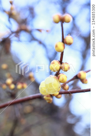 冬青花開始綻放 冬青花開始綻放 134885300