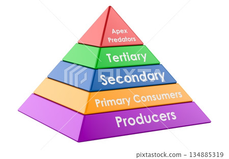 Ecological energy pyramid - trophic levels, 3D rendering 134885319