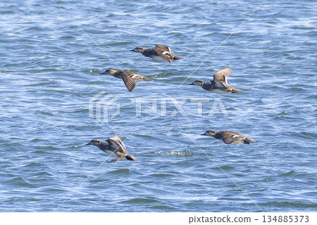 A flock of Tomoe ducks flying A flock of Tomoe ducks flying 134885373
